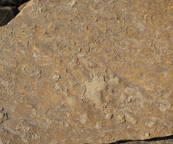 autumn-blend-flagstone-stand-up-select autumn-blend-flagstone-stand-up-select